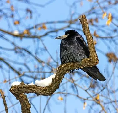 The crow ?loseup. Stock Photos
