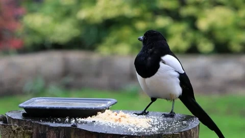 Crow magpie close up on feeding place Stock Footage 194390413