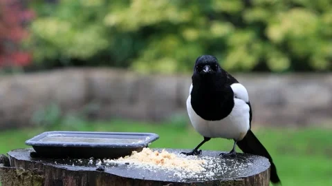 Crow magpie close up on feeding place Stock Footage 194390560