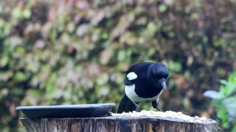 Crow magpie close up on feeding place Stock Footage 244251620