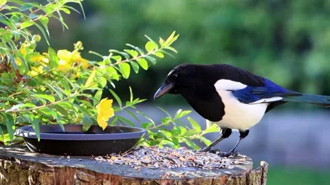 Crow magpie close up pecks bird seed Stock Footage 188517095