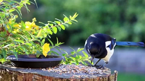 Crow magpie close up pecks bird seed Stock Footage 194544779