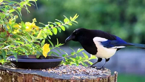 Crow magpie close up pecks bird seed Stock Footage 201641796