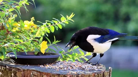 Crow magpie close up pecks bird seed Stock Footage 201642868