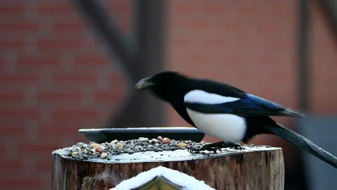 Crow magpie close up pecks bird seed Stock Footage 231057954