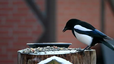 Crow magpie close up pecks bird seed Stock Footage 246184542
