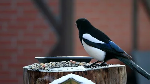 Crow magpie close up pecks bird seed Stock Footage 246197327