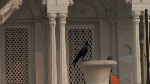 Crow on a marble statue in an Indian temple Stock Footage 52074652