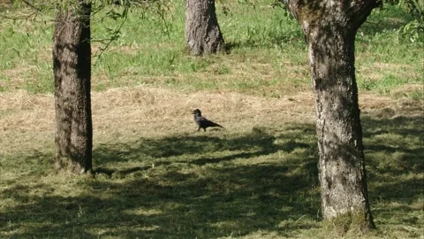 Crow  on a meadow in summer is panting Stock Footage 278275513