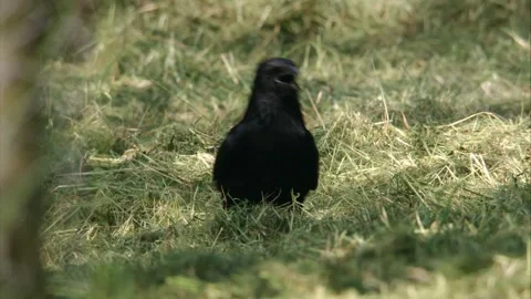 Crow  on a meadow in summer is  panting Stock Footage 278275520