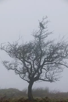 A crow in a misty tree Foto stock