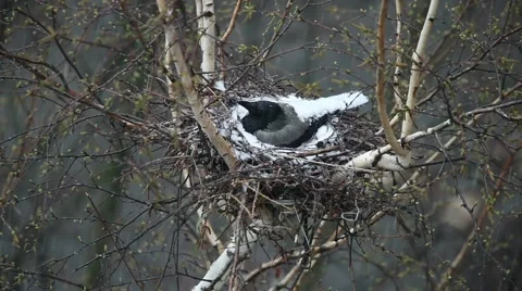 Crow in the nest hatches chicks Stock Footage 62726301