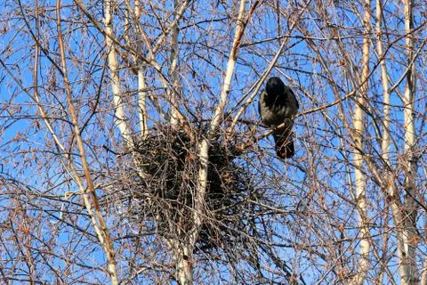 Crow at a nest Stock Photos