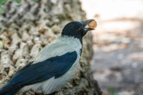 A crow with a nut perched on a tree trunk in a sunny park during the afternoon Stock Photos