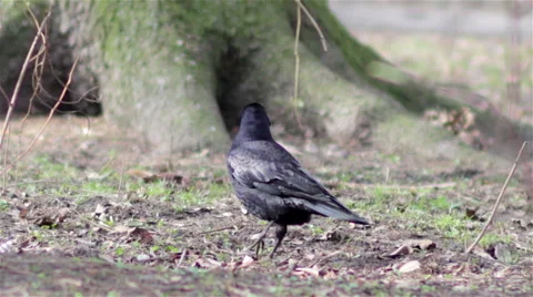 Crow with nuts Stock Footage 60409098