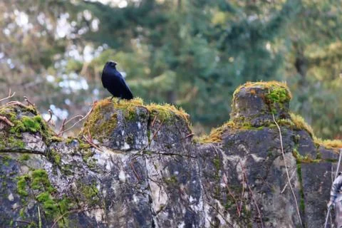 Crow on old rock wall Stock Photos