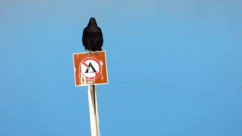 Crow or Raven Perched on a No Camping Sign Vídeos de archivo 87301071