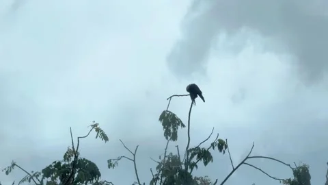 A crow or raven rain bathing on a tree branch on rainy cloudy day. Stock Footage 278299743