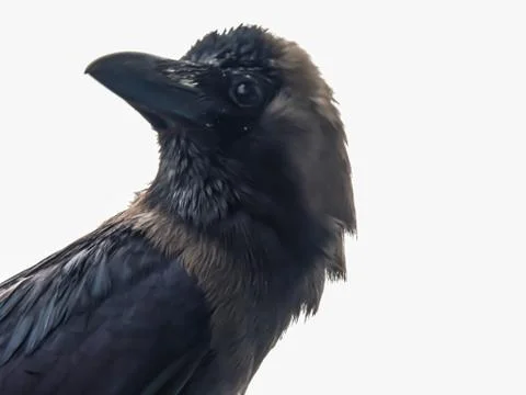 Crow or Raven with a white background Stock Photos