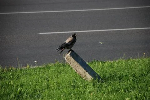 Crow Outside Stock Photos