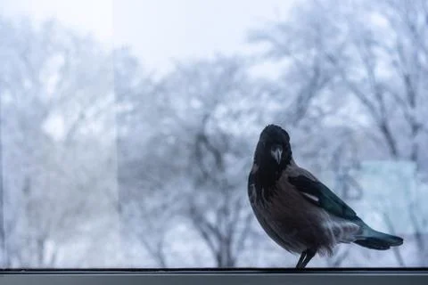 The crow outside the window looks inside Stock Photos