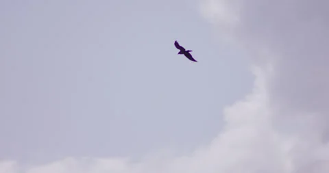 Crow overhead gliding and diving in wind Stock-Footage 245502170
