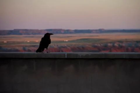 Crow at the Painted Desert Stock Photos