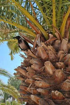 A crow on the palm tree Stock Photos