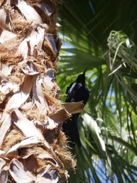 Crow on a palm tree Stock Photos