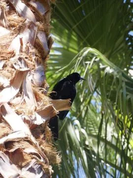 Crow on a palm tree Stock Photos