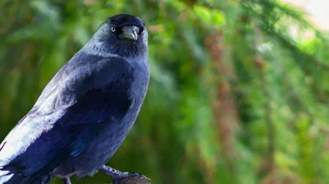 Crow Parallax Effect Stock Footage 21346502