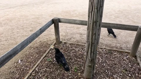 Crow in Paris Park Stock Footage 306287397