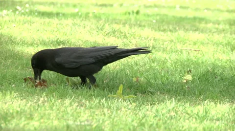 Crow in the park Video stock 49861563