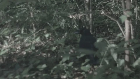 Crow in park Stock Footage 126592527