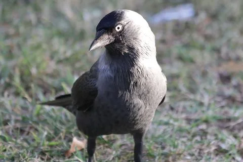 Crow in a park Stock Photos