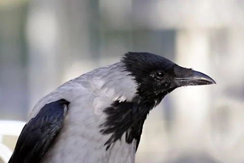 Crow in a park Stock Photos