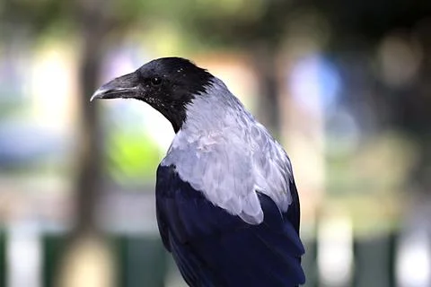 Crow in a park Photos
