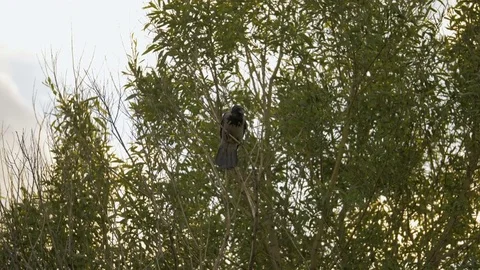 Crow pecks a branch on the tree - slowmo 180 fps Stock Footage 78643958