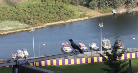 Crow perched above small marina on Golden Horn waterfront in Istanbul. Stock Footage 320028110