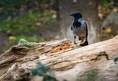 A crow perched on an ancient log surrounded by autumn foliage in a serene park Stock Photos