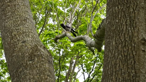 Crow Perched Between Tree Trunks Calling Loudly – Slow Motion Forest Shot Stock Footage 310517915