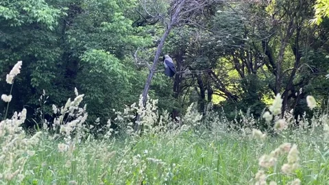 Crow Perched on Branch, Black Bird, Forest, Nature Scene Stock Footage 281413942