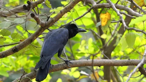 Crow perched on branch in lush forest setting. Stock Footage 263616335