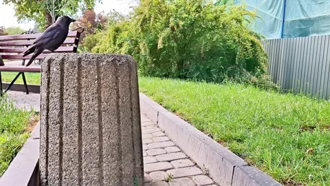 Crow Perched on Concrete Bollard in a Quiet Green Park Setting Stock Footage 337923713