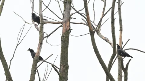 Crow Perched on Dead Tree Stock Footage 342580832