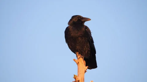 Crow perched on a dead tree in the setting sun Stock Footage 271296644