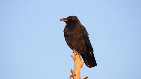 Crow perched on a dead tree in the setting sun Stock Footage 271296817