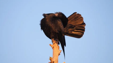 Crow perched on a dead tree in the setting sun Stock Footage 271296827