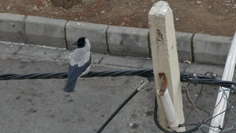 Crow perched on electrical cable in urban street environment Stock Footage 317826145