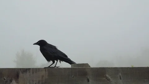 Crow Perched on a Fence Stock Footage 114665612